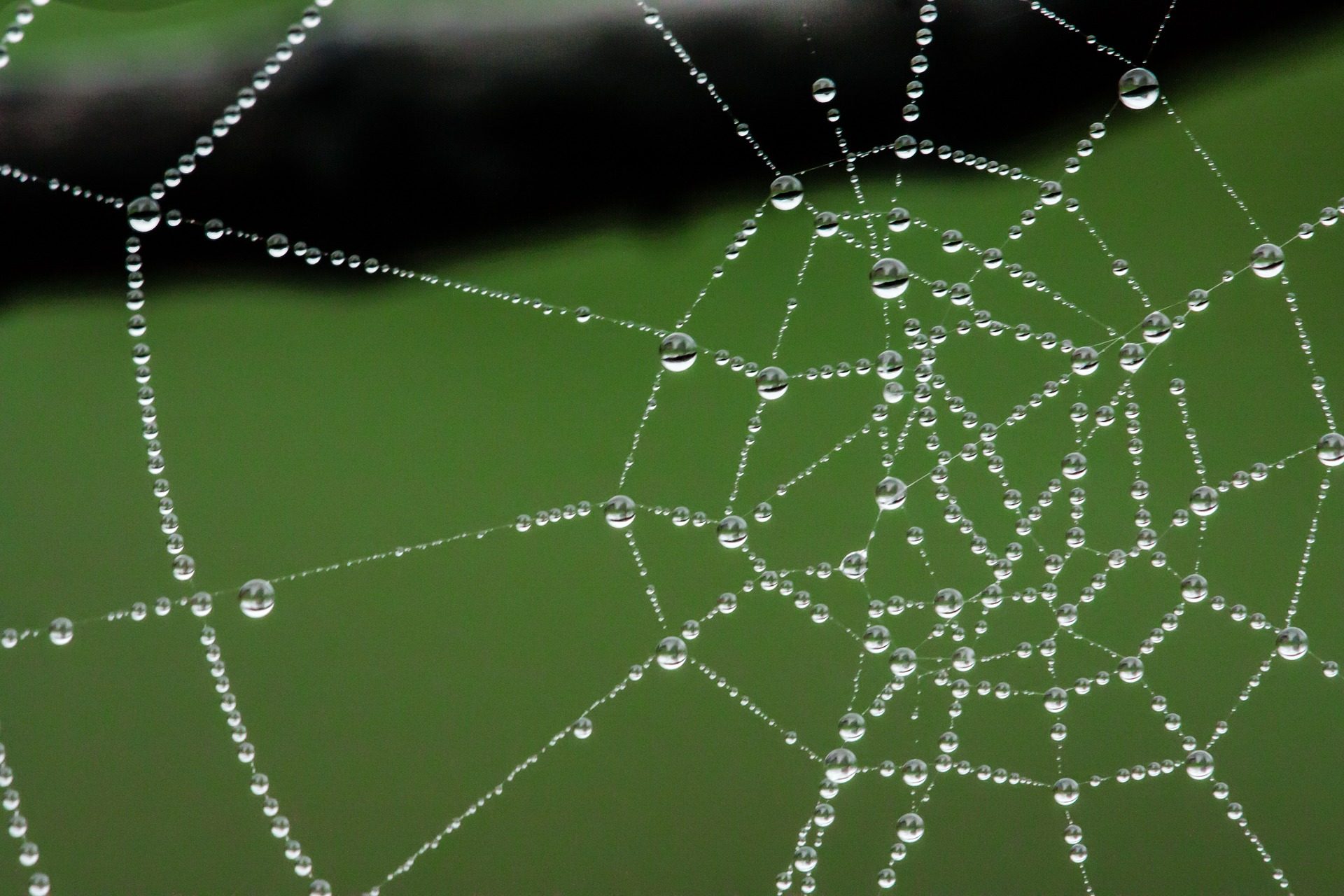 spider-web-399854_1920